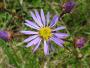 Aster amelle  ©pnrl/f.reichert