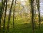 Vallon de Grand Fontaine (Waville)  ©pnrl/j.dao